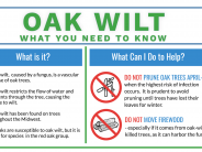 Oak Wilt: What You Need to Know