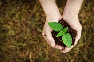 Hands holding sapling