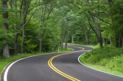 Winding Road Through the Woods