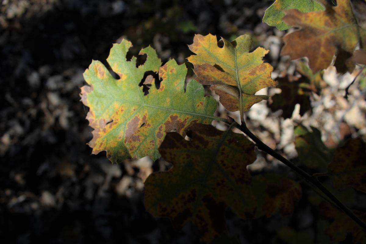 Oak Wilt on Leaves
