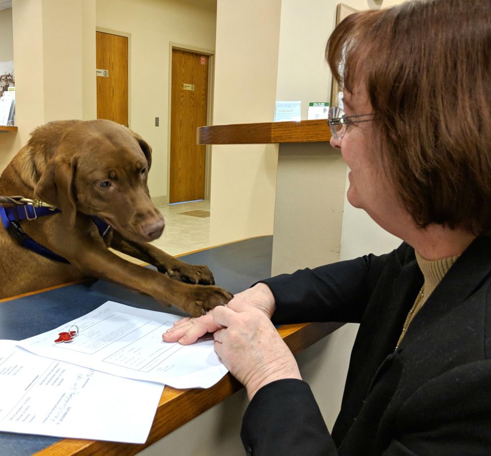 Dog Licenses Hartland Township Michigan